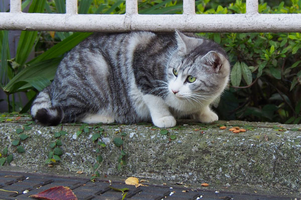 クロム　カリカリ前に振り返る