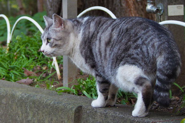 食べ終わり遠くを見るクロム