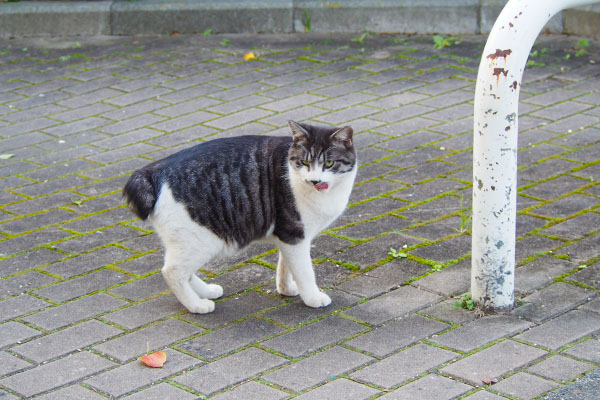 ぺろんなタンタル