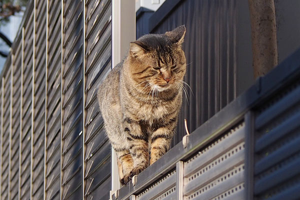 トッキー塀に避難して来た