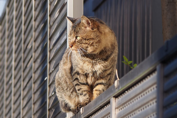 クールに太陽を見るトッキー