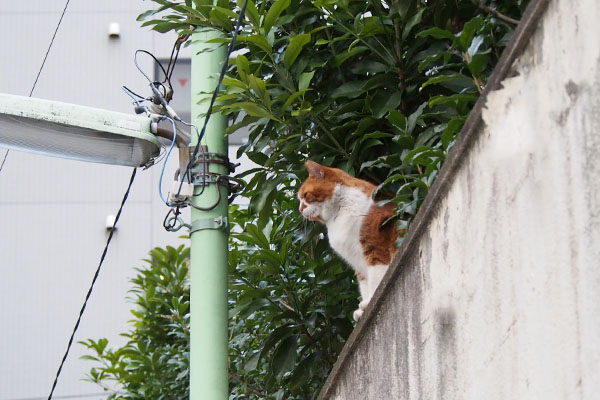 塀の上　右　ムートン