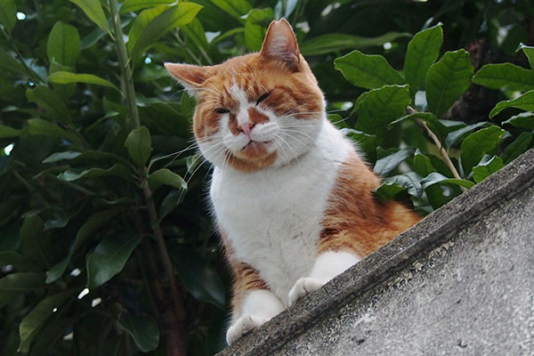 塀の上　体は木の上　ムートン