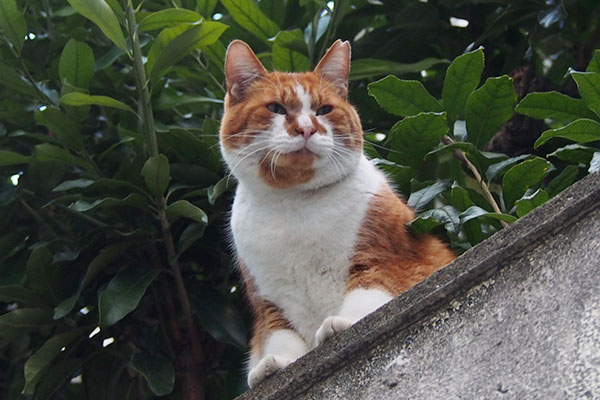 塀の上　遠くを見る　ムートン