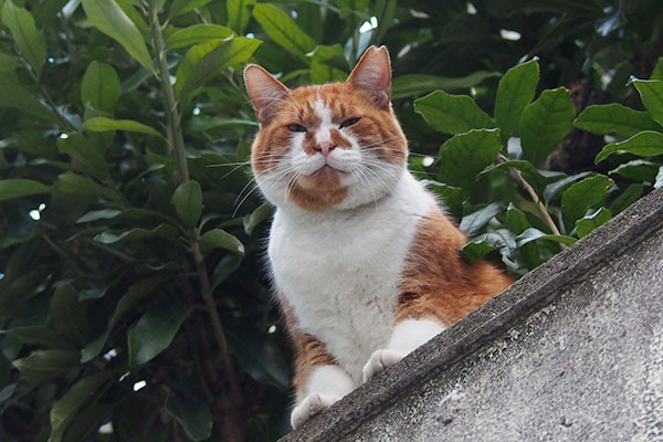 塀の上　目を細めて　ムートン