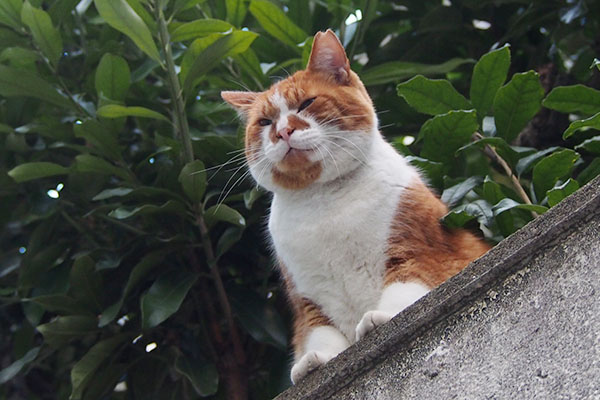 塀の上　黒猫ズを見て　ムートン