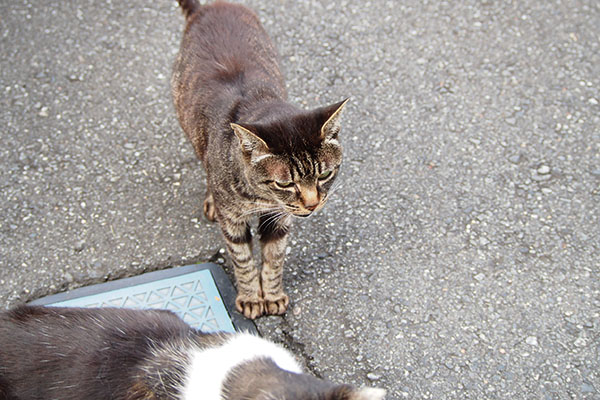 きじとら　メス猫　キリ