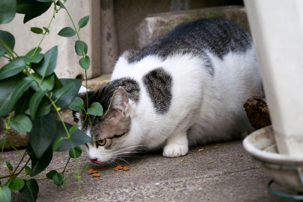 オヤツ進呈　ケイ