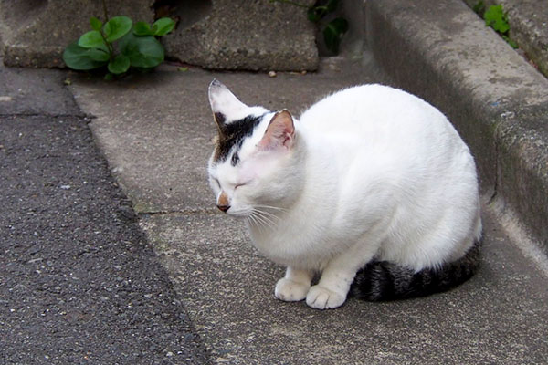 まるっと座るオーロラ　ぶちゃいく