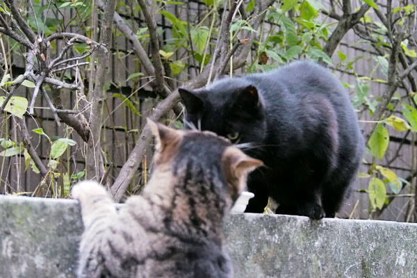 タビサンクが覗く