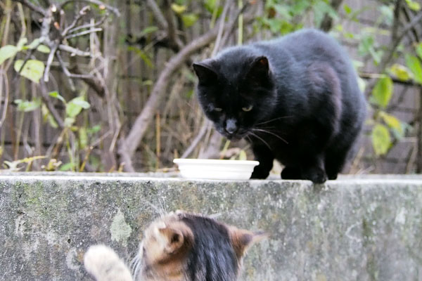 アカシ　食べてる時１