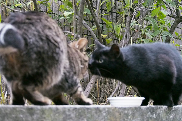 アカシ　にゅいーんと