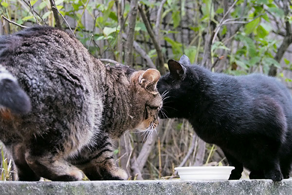 食べたいならどーぞなアカシ