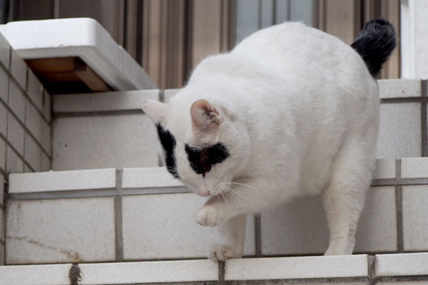 お手てなめなめ　ヤコ