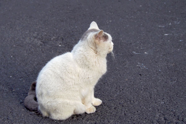 ちんまりお座りジュリ