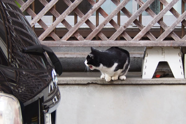 こにゃいでー　叫ぶ白黒猫