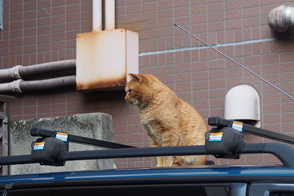 高い場所なので冷静なナチャ