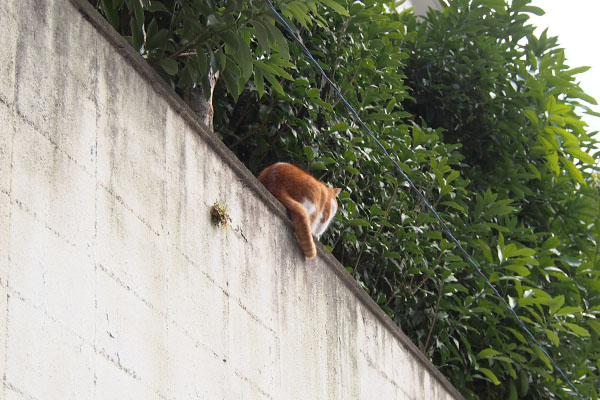 塀の上　背中　ムートン