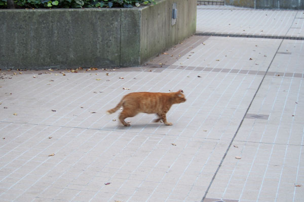 遅れて出て来たアン