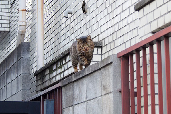 顔が大きい　トッキー