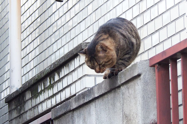 今降りるにゃ　トッキー