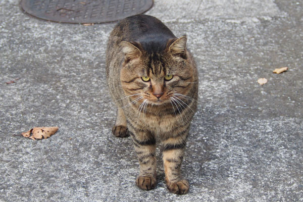 降りたニャ　トッキー