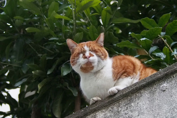 塀の上　寝そうなムートン