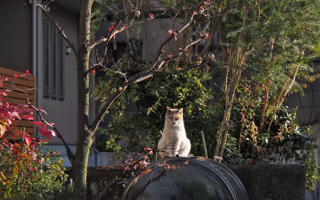 mikeane_in the evening sun