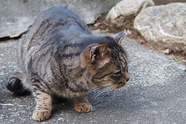 もうないのかにゃ　タビッツ