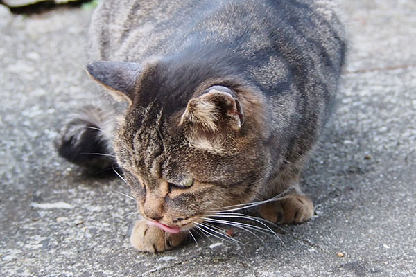 早速食べる　タビッツ