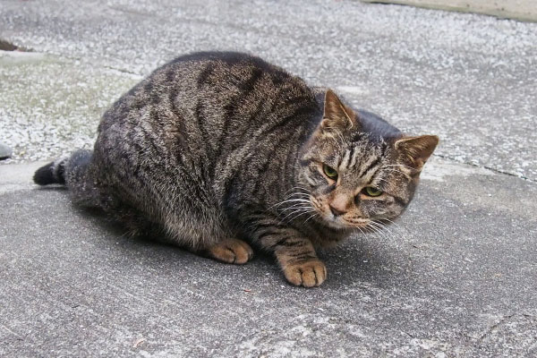 たじろぐタビサンク