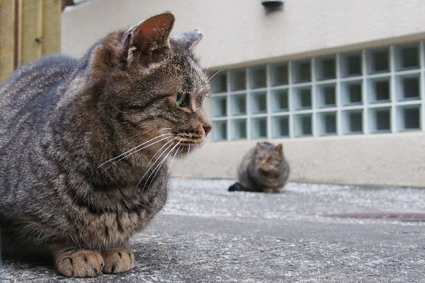 タビッツの横顔