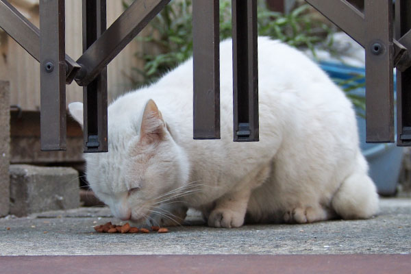 食べる　アクア