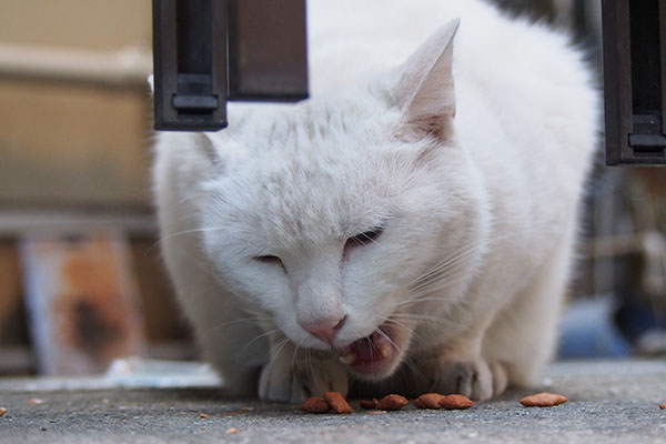 食べるアクア　正面