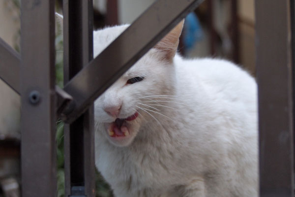 完食　アクア　はにゃー