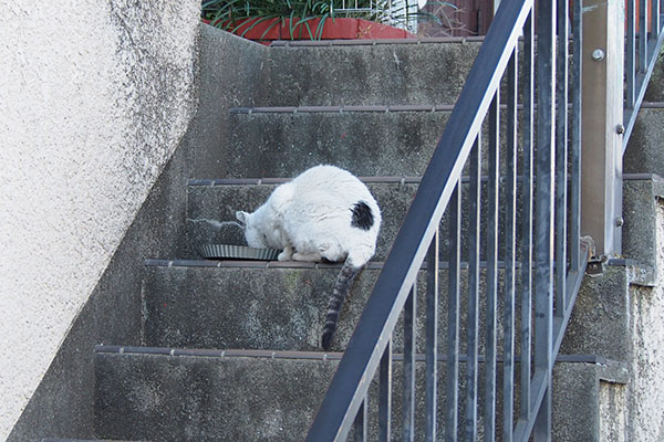 階段の途中で食事中　テン