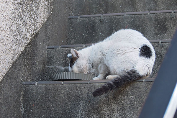 もくもくと食べる　テン