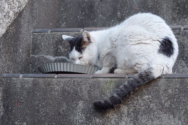 もくもくと食べる　テン２