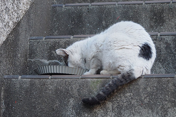 もくもくと食べる　テン3