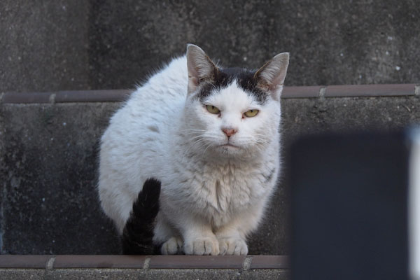 カメラ目線のテン