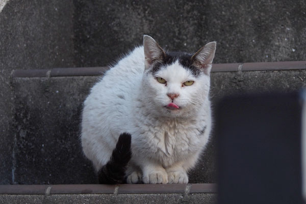 うまうま　テン