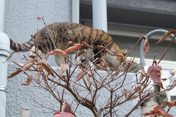 マンションのベランダへ　キックス