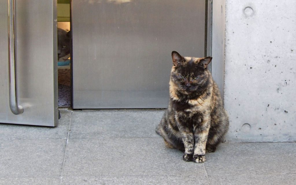 door open with cat size