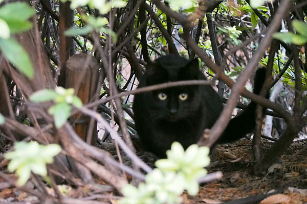 黒仔猫　ピンボケ