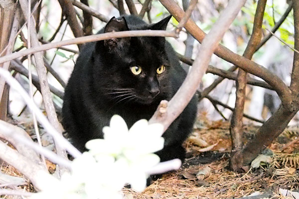 横向く黒仔猫