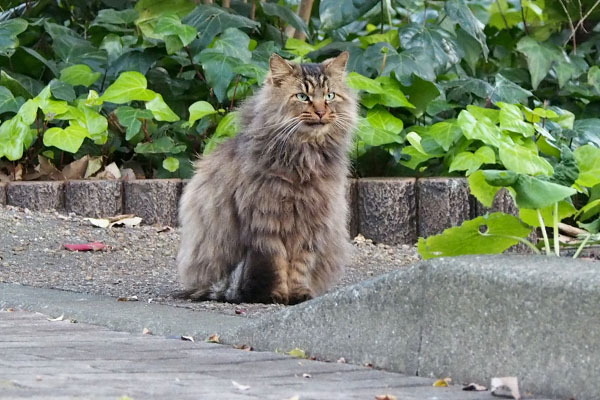 メレンゲ　猫背披露