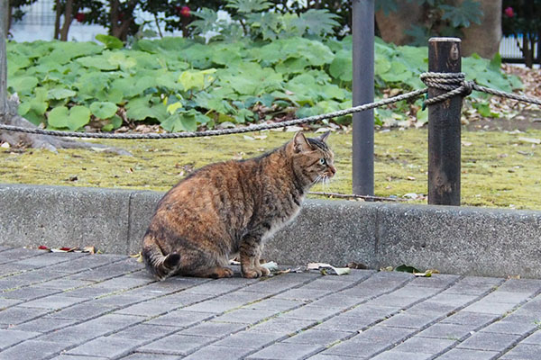 お座りしながら遠くを見るサキ