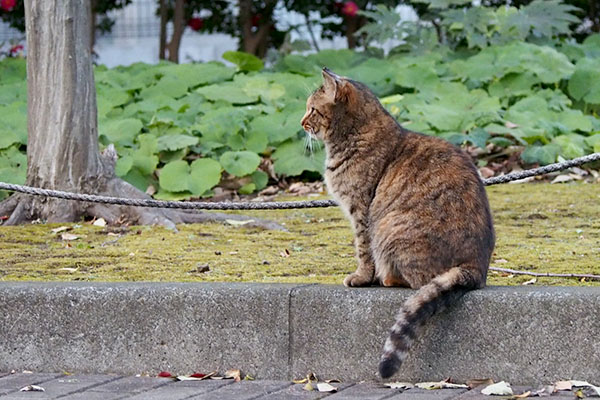 逃げるトッキーを見てるサキ