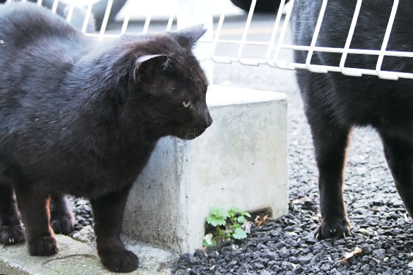 ミトン　右にティア