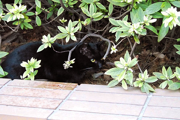 白いヒゲの黒仔猫